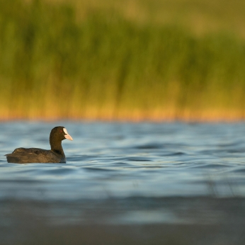 Delta Dunării